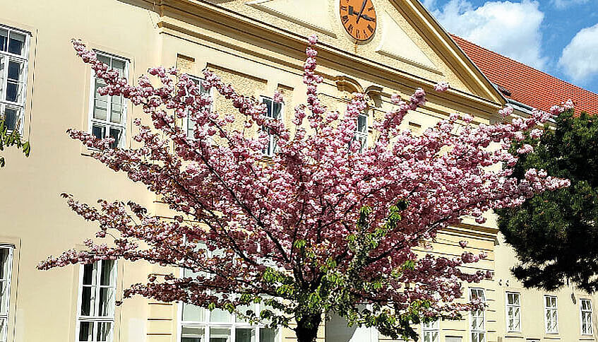Nlühender Baum am Campus der Universität Wien